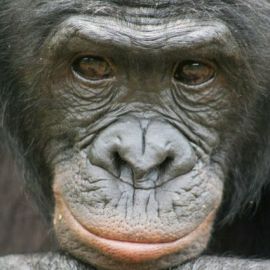 Bonobo Handshake